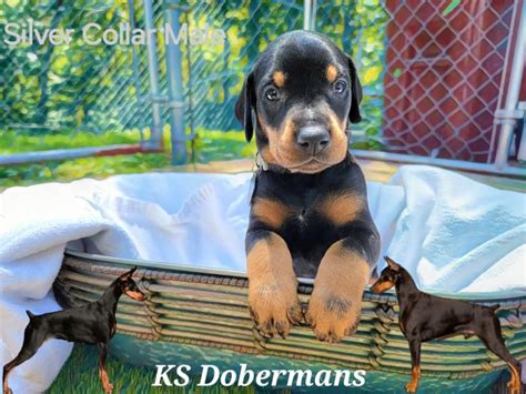 doberman pinscher for sale missouri|More.